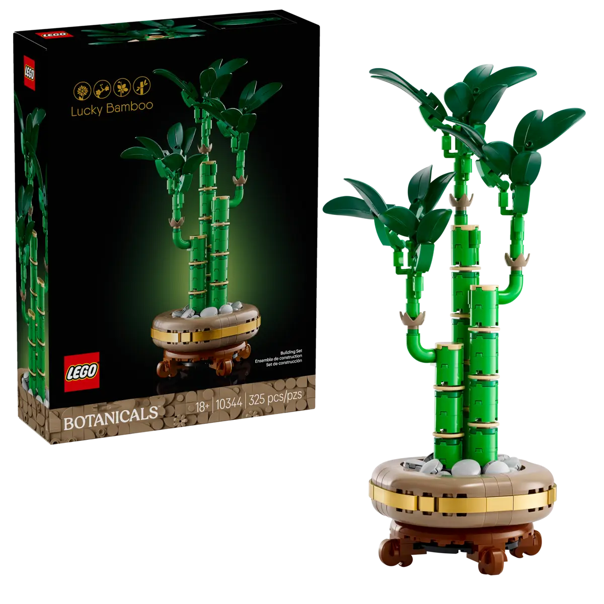 Lucky Bamboo