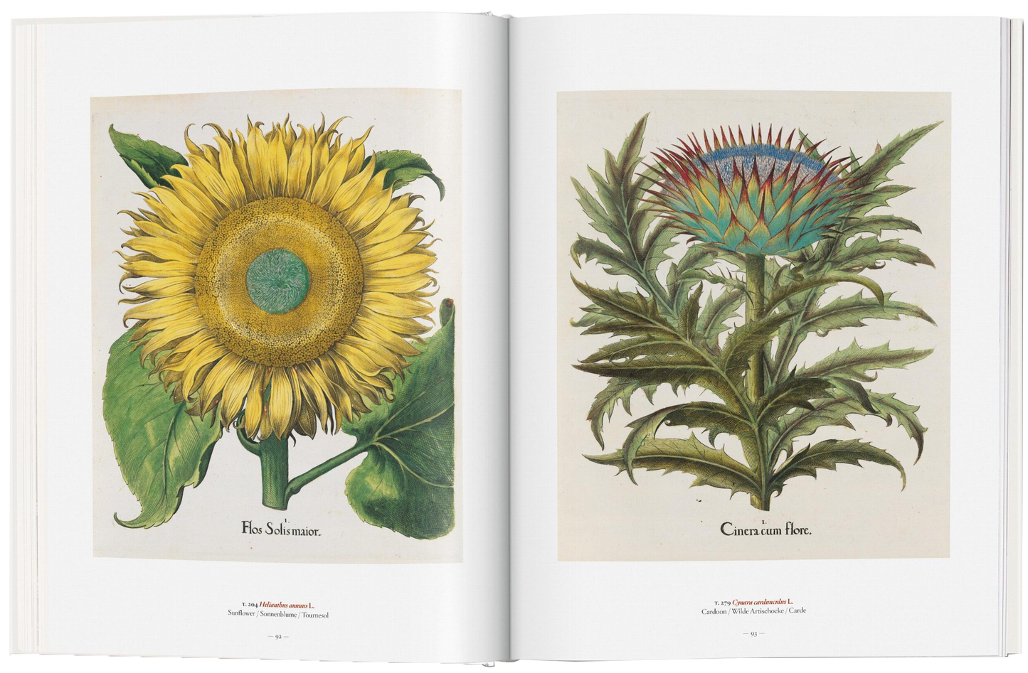 A Garden Eden Masterpieces of Botanical Illustration
