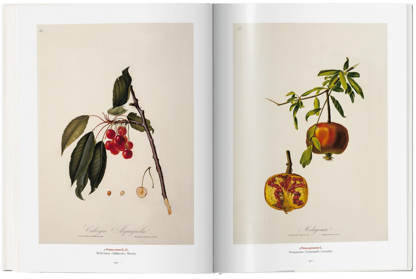 A Garden Eden Masterpieces of Botanical Illustration