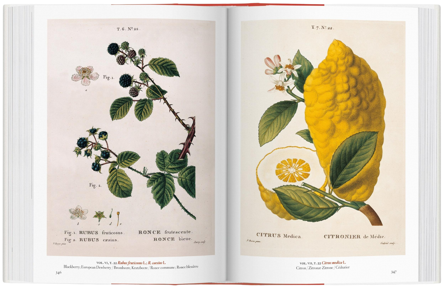 A Garden Eden Masterpieces of Botanical Illustration 45th Ed