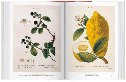 A Garden Eden Masterpieces of Botanical Illustration 45th Ed