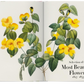 Redouté. The Book of Flowers. 45th Ed.