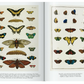 Seba. Cabinet of Natural Curiosities. 40th Ed.